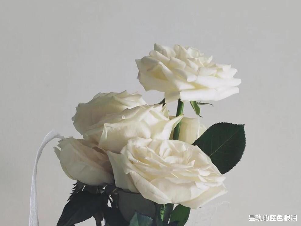 狮子座|这些星座女,才是名副其实的,“乘风破浪”的姐姐