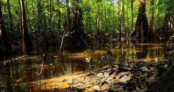 电鳗|亚马逊河横着走的顶级杀手，食人鱼躲着走，鳄鱼只能选择同归于尽