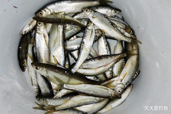 【】民间速刷白条的两种钓法，简单快速有效，很过瘾！