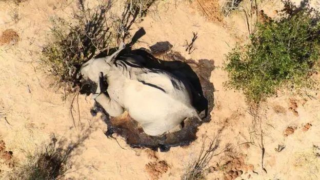 「江苏省」史无前例！超360头大象神秘死亡，难道是新冠？