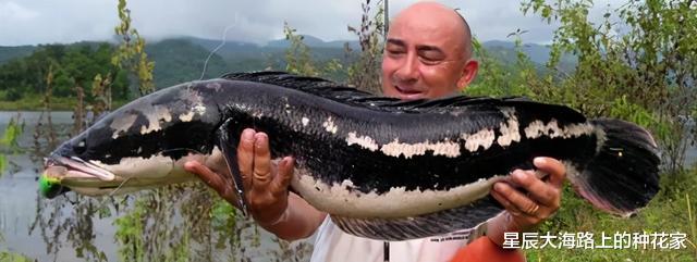 食人鱼|鱼塘里横扫一切的黑鱼，连食人鱼都不怕，它们的天敌是什么鱼？