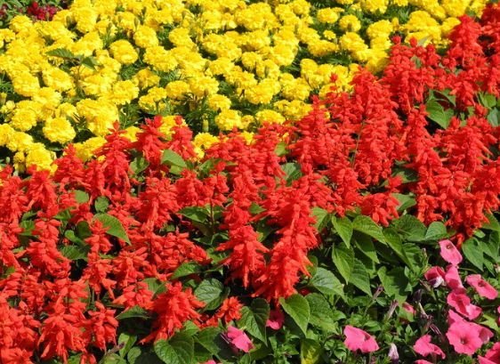 运势|未来10天吉星庇佑，4属相好运连连，大吉大利，富贵荣华