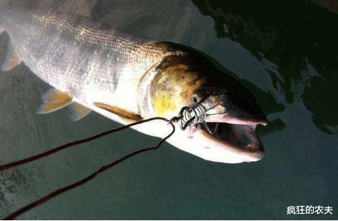 饵料|俗称水老虎，淡水养殖的害鱼，能吃掉水中所有鱼，一条能卖上千元