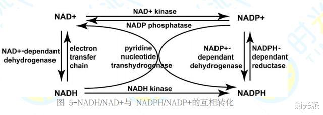 蛋白质|为什么杨振宁97岁仍神采奕奕?体内的NAD+是关键!一般老人都很缺