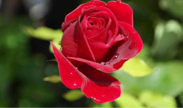 生肖|8月中旬，万事安宁，双喜临门，4生肖事业顺风顺水，爱情琴瑟和谐