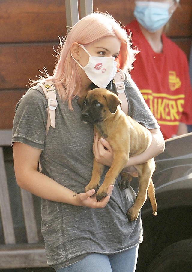 女星阿芮爾·溫特現身洛杉磯街頭，她抱的小狗很可愛-圖5