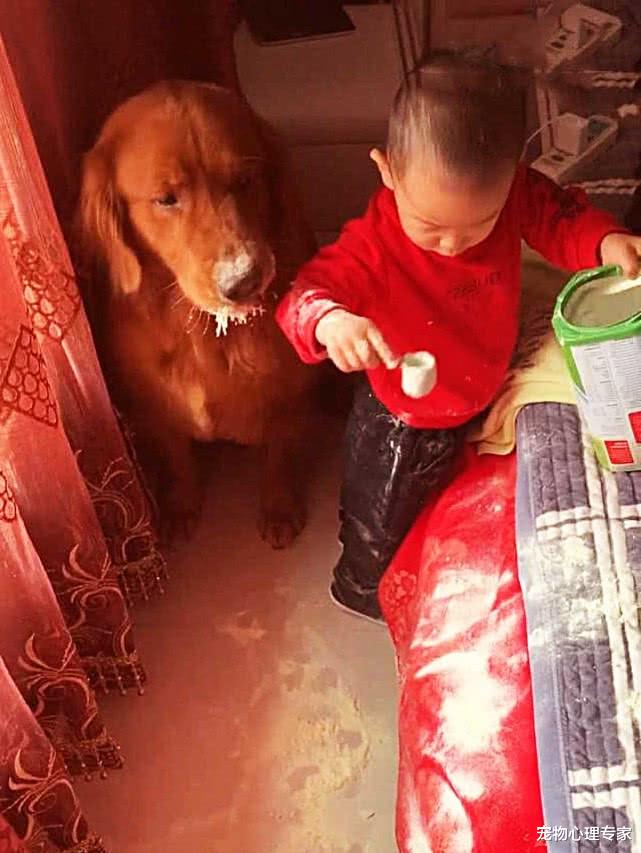 女子在外面做饭，留金毛和孩子在卧室，过几分钟去看两眼一黑