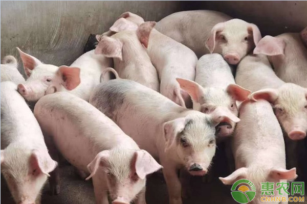 今日豬肉價格多少錢一斤？2020年7月28日全國生豬價格最新行情-圖3