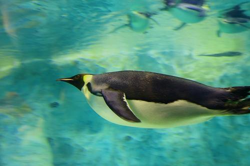 「海洋生物」人类下潜最深深度为1.1万米，大海有多深？人类在深海发现了什么生物？