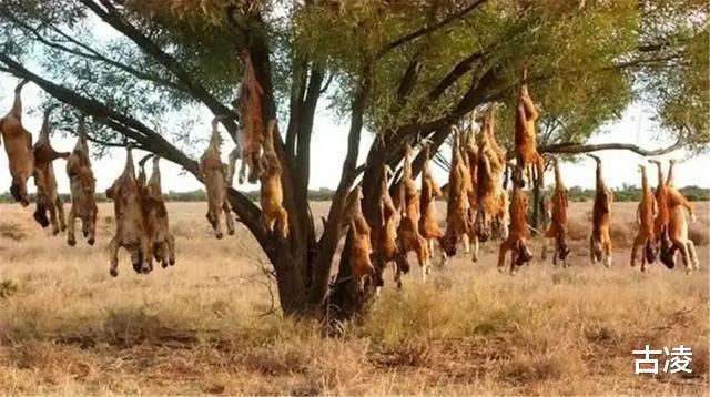 |神奇植物“食羊树”：温度达40℃就会自燃，羊群靠近意味着死亡