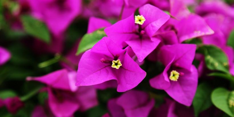 生肖|8月份中旬,财喜讯临门,正财必得,生肖旺运财运横财生肖