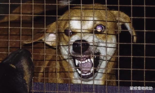 狂犬病|狂犬病一旦发作100%死亡？华农大学科学家研究表明：不存在了
