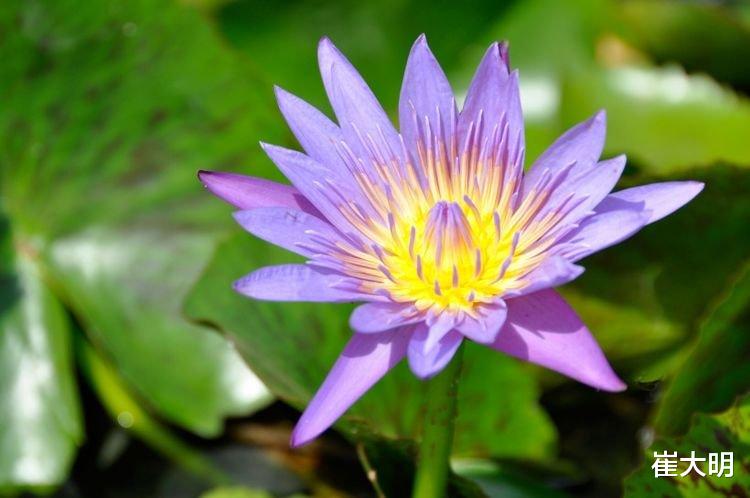 生肖|7月开始财源滚滚，事业名利双收，日子不愁钱花的四大生肖