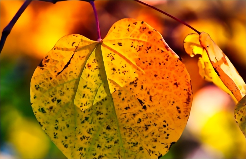 运势|十月上旬开始，好运势不可挡，大富大贵，鸿运挡不住的生肖