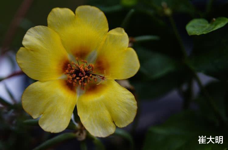 生肖|8月开始前程似锦，顶着大吉兆，福多财旺4生肖