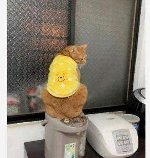 天冷男子胯下长出2窝小奶猫，网友羡慕“有种母鸡孵小鸡的感觉”