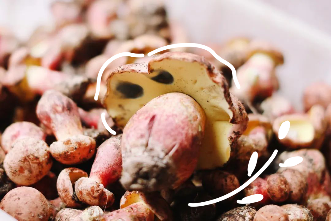 云南|我去了趟云南，当地人给我炖了一锅毒菌子