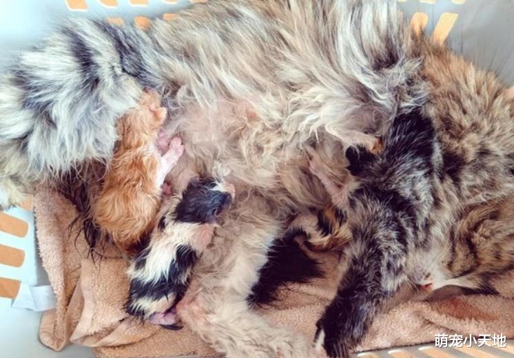 浪猫妈敲门狂喵，3分钟后沙发上产子，得知猫咪突送大礼的她泪目