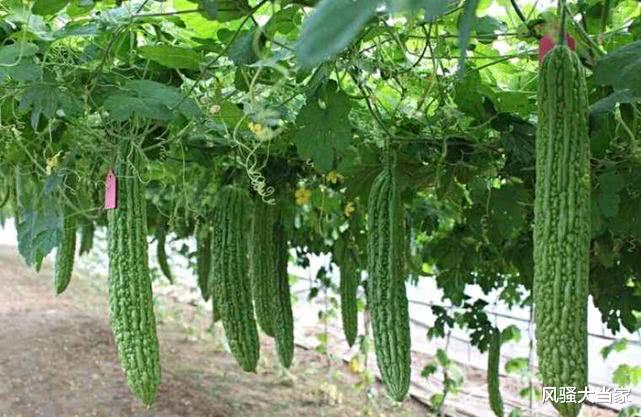 『烤鸡翅』这两种瓜类蔬菜夏季一定要吃，清凉鲜爽清热又败火