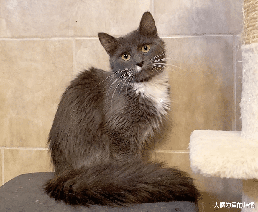 门前趴着4只猫，猫妈妈领着小猫向女孩示好，去世前终于了却心愿