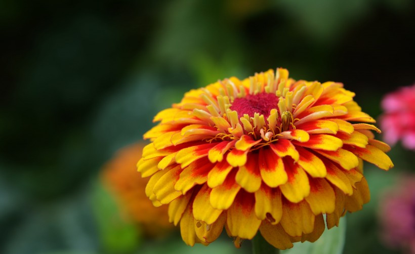 财神到|未来7天，前缘追逐，爱意深厚，旧情重逢，再度热恋的四大星座