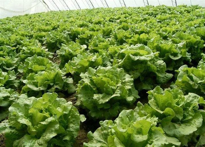 【】宁愿不吃，也别碰4种“蔬菜”，寄生虫“成堆”，沸水都杀不死！