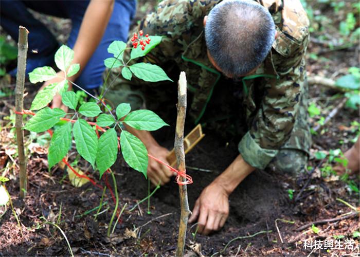 人参：传说“千年人参会跑”，究竟是怎么跑的？老人告知背后原因！