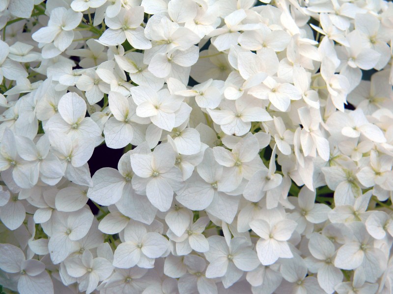 『生肖』7月份上旬，红鸾星闪动，月老送来好姻缘，4大生肖喜结良缘要脱单