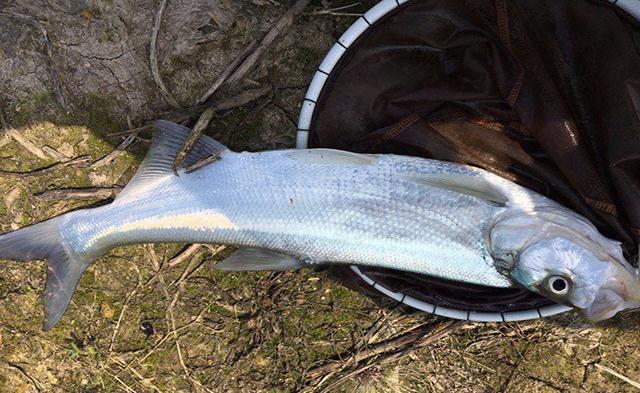 |说出来大家可能不信,因为这件事,让我不再喜欢钓鱼了