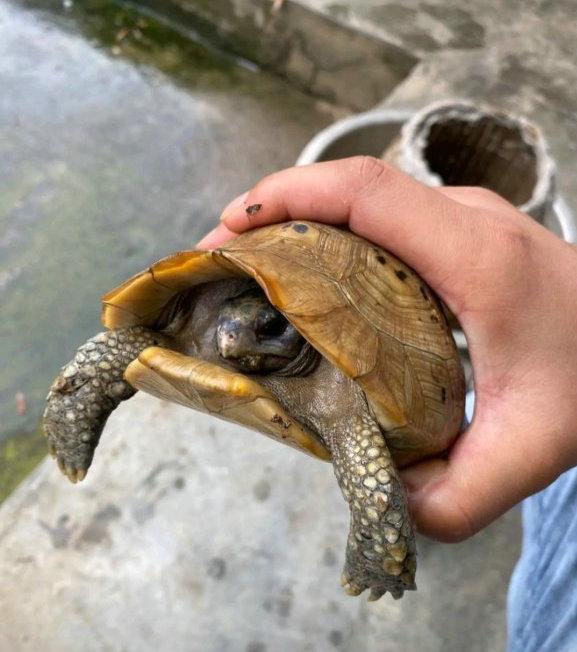 广东省|广东男子水库钓获“黄壳龟”,外形罕见,一级保护动物?