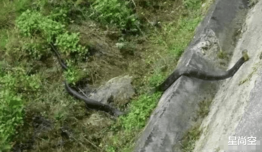 毒蛇|世界上个头最大的毒蛇，能免疫所有蛇类的毒素，网友：万蛇之王