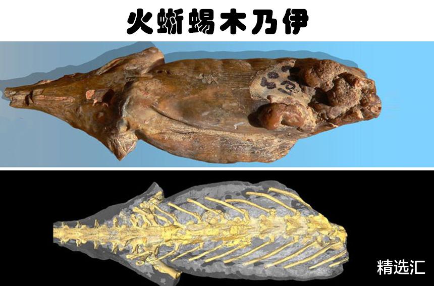 木乃伊|被人类发现的10个最为奇怪的动物木乃伊