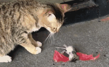 案件通报▲考了8年才考到！顺德最贵的驾驶证却被这样废了...