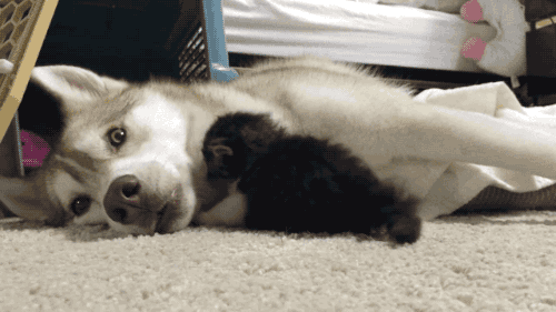 「」#搞笑图#别减肥了,就算你瘦下来了,也还是没人喜欢你