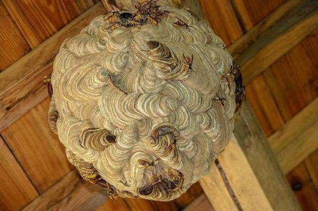 |马蜂窝也是一种药？中医称之为“蜂房”，有什么奇效呢？涨知识了