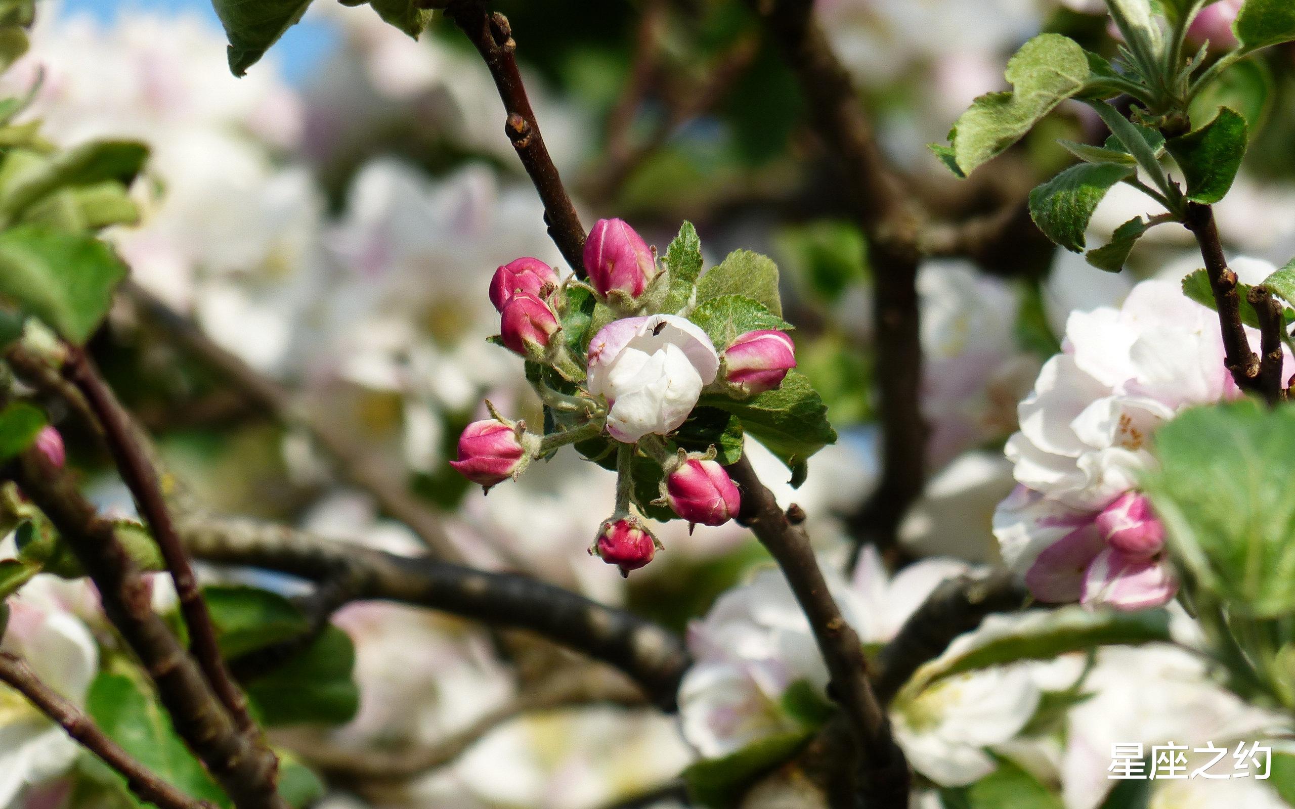 狮子座|10月27日星座运势：保持冷静，拼尽全力的四大星座