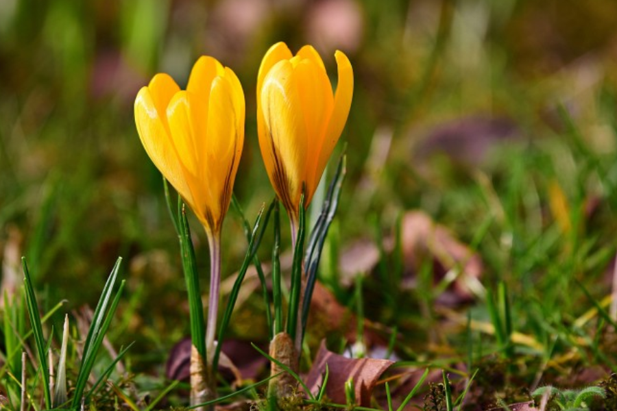 星座男：七月开始：运势高旺，出门撞横财，财路一路畅通的生肖