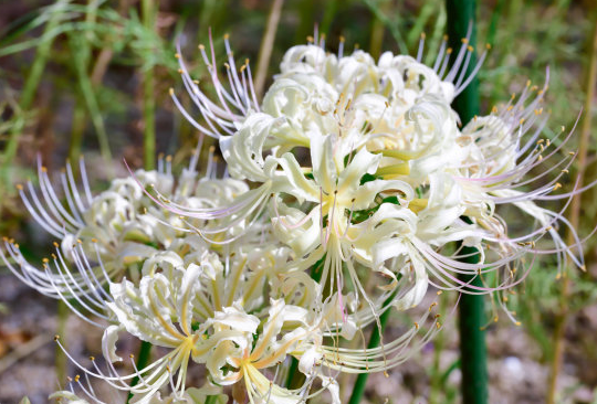 『十二星座』6月最后一周，4属相运势上升，添丁添福又添财，日子越来越好