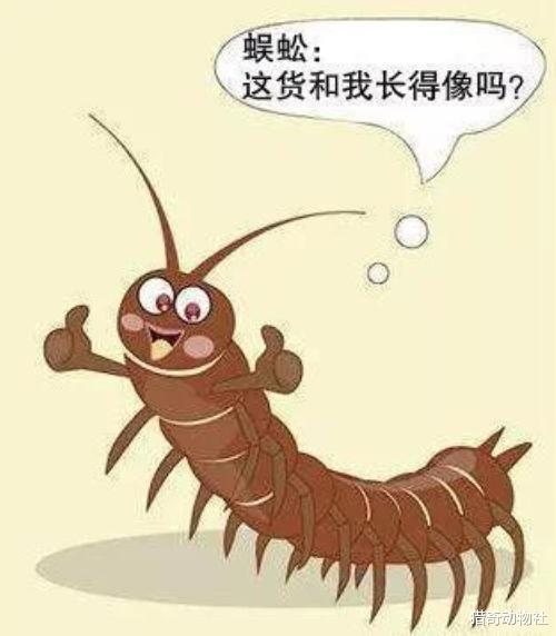 蜈蚣|我们最常见的百足虫是哪一种？它有什么危害？