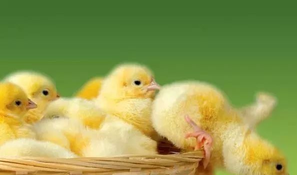 「属鸡」生肖鸡同志：未来三天家里有大喜事