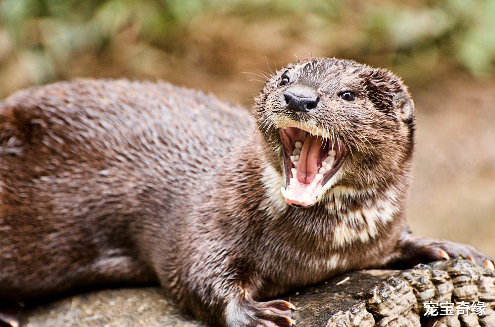 老虎|可爱的动物们也有一些不为人知的“黑”事实，你想不到哦（一）