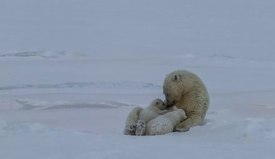 每天阅读|史上最催泪的30张照片，你能坚持到第几张