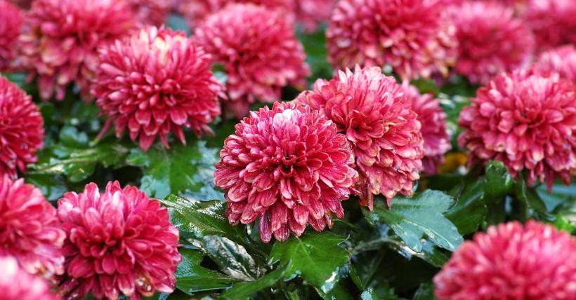 运势|9月底，四生肖好运伴身，财运攀升，金库大爆仓