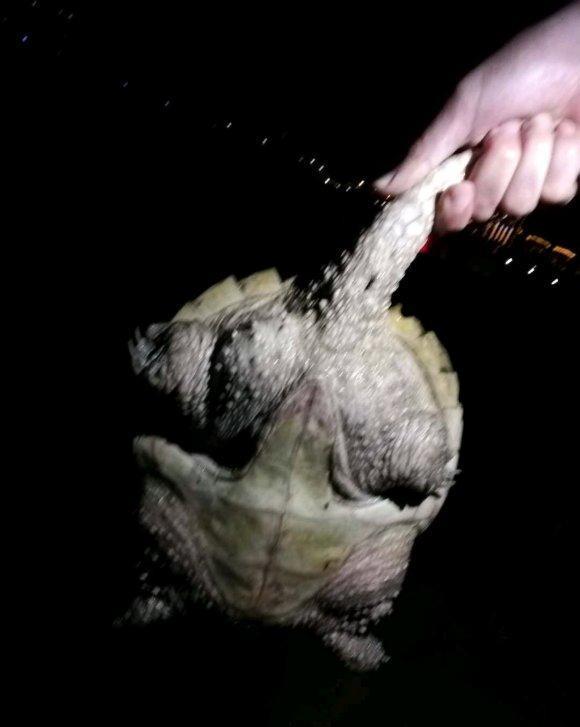 鱼肚|湖中老龟夜晚爬上岸，钓鱼人捡到后又放生，网友：带回家吃啊