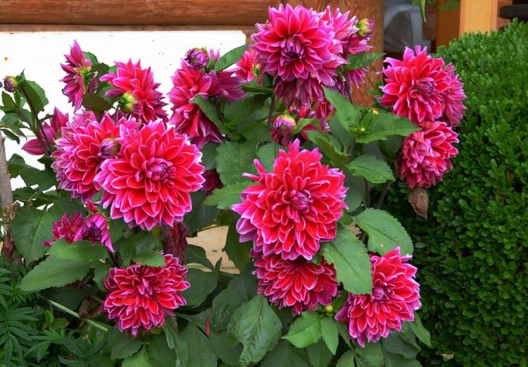 运势|八月份期间，不忘初衷的4大生肖，经得住考验，爱情幸福美满！