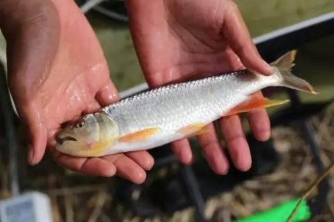 鲤鱼|钓鱼不要再聚堆了,老钓位有哪些缺点?快来了解一下