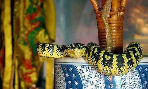 道教@全球唯一的“蛇庙”，寺内到处是青蛇，游客：我们一点都不怕！