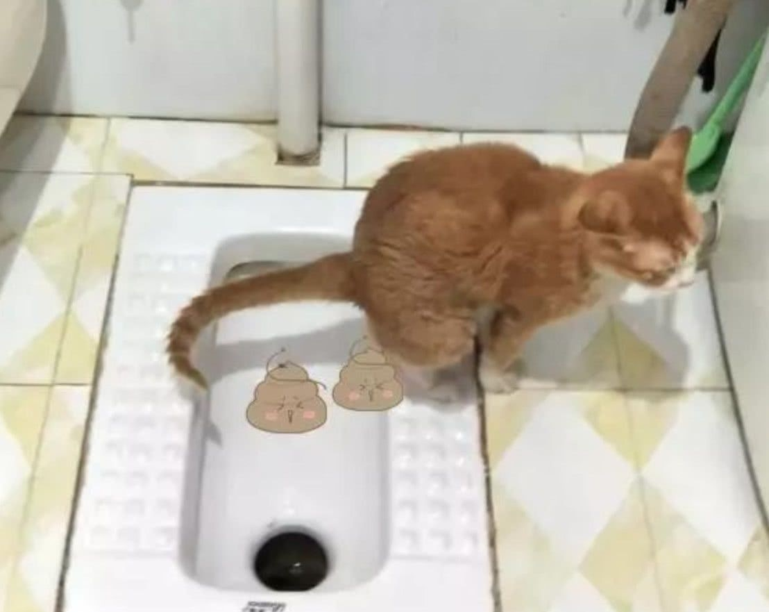 SpaceX|为什么自然界的动物不要擦屁股，而人类要？