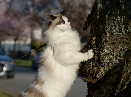 应不应该遛猫？尽量不要去这么做，会对猫咪有很大的伤害