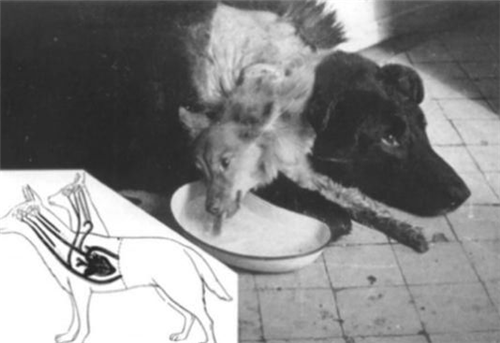 科学家:人可以多长时间不睡觉?苏联曾找来5人实验,14天后成了这个样子